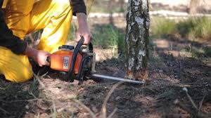 How Our Tree Care Process Works  in North Auburn, CA